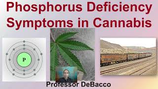 Phosphorus Deficiency Symptoms in Cannabis [upl. by Nlyak]