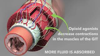 Opioid antidiarrheal medications Loperamide and diphenoxylate [upl. by Retnyw]