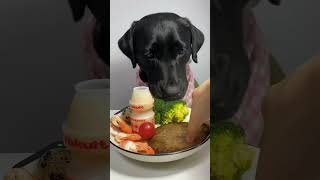 Homemade dog food 🐱🐈Healthy homemade dog food dogsfood fooddog shorts dog [upl. by Vivien]