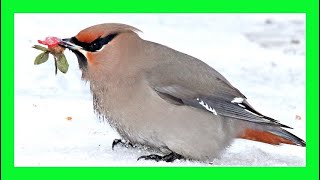 Bohemian Waxwing Song Bohemian Waxwing Voice Singing  Ampelis Europeo Canto  Bombycilla Garrulus [upl. by Anelim]