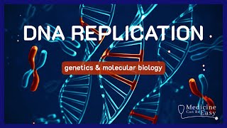 DNA Replication  Leading Strand vs Lagging Strand amp Okazaki Fragments [upl. by Shuler973]