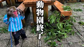 台風が直撃して住んでいる動物園が大変なことになりました [upl. by Iahc600]