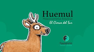 Huemul  El ciervo del sur  Animación Faunánimo [upl. by Dibri]