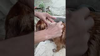 ❤️ MY DOG JAGWAR MANO MANO KILL GARAPATA dog doglover care love [upl. by Kram176]