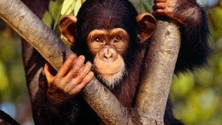 Chimpances Casi Humanos  Documental  Primates evolucionando [upl. by Chisholm235]