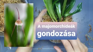 A majomorchidea Dracula orchidea gondozása és tartása átültetése [upl. by Lorelle177]