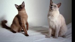 Tonkinese cat History Personality Health Care [upl. by Anomar425]