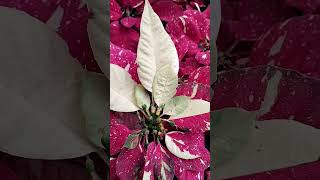 Poinsettia plants  multi colour  trending short💗🌿 [upl. by Auohs]