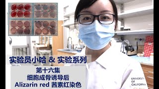 Visual Protocol 16  Alizarin red stain on osteogenic differentiated cells  实验员小哈amp实验系列 第十六集 [upl. by Debbi]