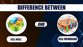 CELL WALL vs CELL MEMBRANE All You NEED to KNOW [upl. by Ateerys434]