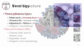 Influenza Epidemiology and Viral Structure [upl. by Ahsatal449]