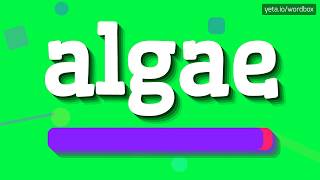 ALGAE  HOW TO PRONOUNCE IT [upl. by Bowlds971]