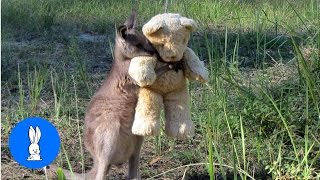 Baby Kangaroos amp Joeys  CUTEST Compilation [upl. by Hgieleak]