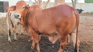 CH cattle farmReal life in Pakpattan [upl. by Saxela]