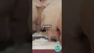 Why Puppies Love Milk puppy shortsvideo [upl. by Elodia823]