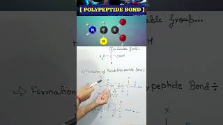 What is Peptide Bond lpeptide peptides aminoacidos protein biology neet aminoacid bonds bio [upl. by Melborn]