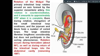 development of midgut amp hindgut [upl. by Cleavland]