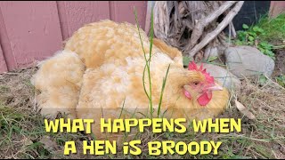 Funny Chickens  Being Broody [upl. by Grover]