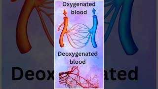 Oxygenated and deoxygenated blood blood pureblood shorts ytviral [upl. by Oner964]