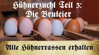 Zucht alter Hühnerrassen  Teil 3 Auswahl und Lagerung der Bruteier [upl. by Notlehs]