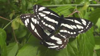 Neptis rivularis mating [upl. by Odoric]