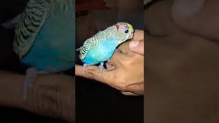 Budgies Parrot Bird ll lovely 😍 happy budgies [upl. by Clere]