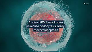 PKM2 deletion in podocytes alleviates acute kidney injury in mice [upl. by Killen]