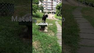 Matalinong aso highlights doglover everyone dogie followmecorazonarca6735 [upl. by Aynnat917]