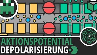 Aktionspotential Depolarisierung einfach erklärt│Biologie Lernvideo│Learning Level Up [upl. by Ellinet8]