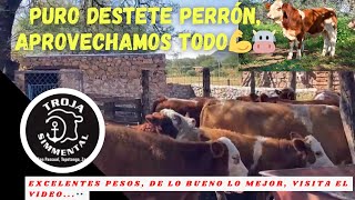 DESTETADOS DE CALIDAD ARRIBA DE 215 KGS crianzadeganado becerros ganado simmental zacatecas [upl. by Nae156]