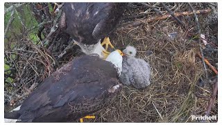 SWFL Bald Eagles 🦅 M15 amp F23 dual feeding of E23 😋 A lucky and wellfed eaglet 🐥 2024 Jan 16 [upl. by Camille986]