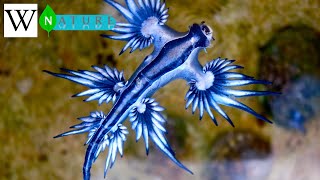 GLAUCUS ATLANTICUS  WikiNature 🍃 [upl. by Euqirdor]