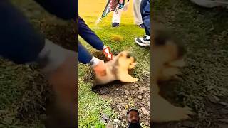 Dog kiked hose dog hose animal short video [upl. by Nolyag136]