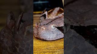 Big Beautiful Gaboon Viper [upl. by Innoc903]