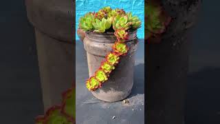 Succulent DIY ideas from recycling 🪴 succulents succulent 다육이들 多肉植物 [upl. by Geoff669]