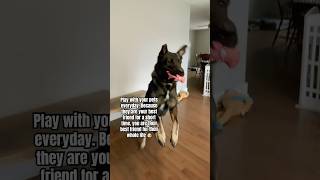 Play with your pets everyday🥰🥰🥰 dogs pets doglover germanshepherd music puppyvideos [upl. by Celinka]