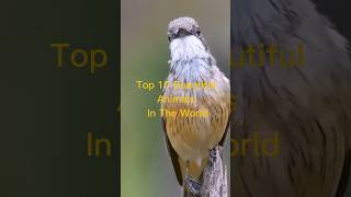 Top 10 Beautiful Animals In The World shorts [upl. by Ahsatal444]