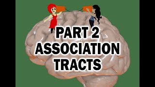 WHITE MATTER TRACTS OF THE BRAIN 23  ASSOCIATION TRACTS [upl. by Ikkin]