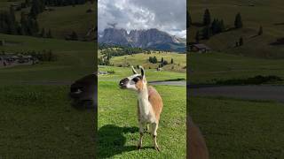 Alpe di Siusi Dolomites Italy 🇮🇹 [upl. by Eaneg]