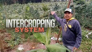 INTERCROPPING PAANO LALAKI ANG KITA GUIDE [upl. by Blank814]