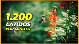 20 curiosidades del colibrí que no conocías 💛 [upl. by Dnomyad]