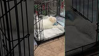 Play Rest Repeat The Benefits of a Puppy Playpen [upl. by Sidra]