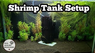 Shrimp Tank Setup Caridina [upl. by Inaniel12]