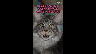 quotGrooming Your Maine Coon Keep That Coat Fluffy and Fabulousquot [upl. by Gerek]