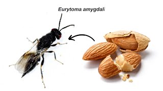 Wasp comes out of Almond Eurytoma amygdali [upl. by Norma]