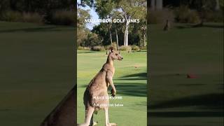 Emus as Caddies Welcome to Nullarbor Links the Longest Golf Course [upl. by Leffen]