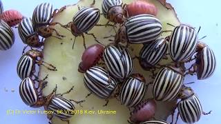 Colorado Beetles Leptinotarsa decemlineata Chrysomelidae in Ukraine Story of Entomologist [upl. by Cira376]