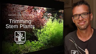 Aquascape Tutorial  Trimming Stem Plants [upl. by Adelice857]