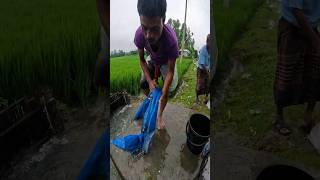 Best Traditional Net Fishing Video After Rain fish fishing fishingvideo [upl. by Audun]