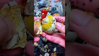 Balut eggs are super delicious p503funy animals fyp [upl. by Cacie]